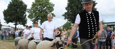 Schafe im Führring