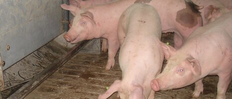 Schweine am Futterautomaten