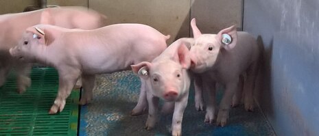 Ferkel in Schweinebucht