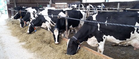 Blick auf Futtergang vom Milchviehstall