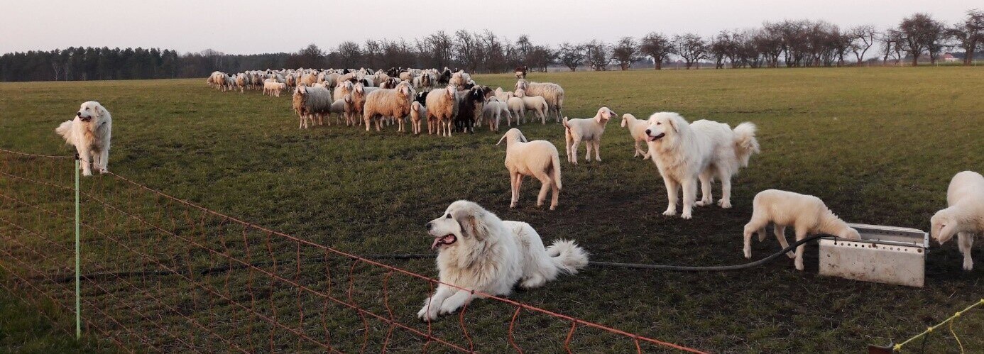 Schafe mit Herdenschutzhunden