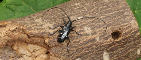 Asiatischer Laubholzbockkäfer auf Stamm