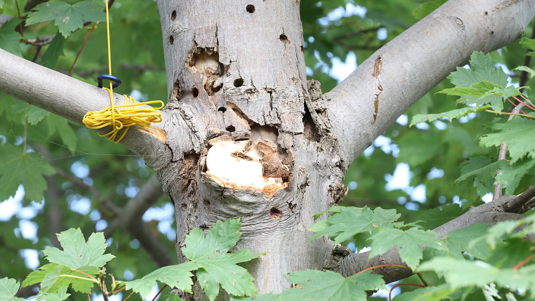 Baumstamm mit Ausbohrlöchern des Asiatischen Laubholzbockkäfer