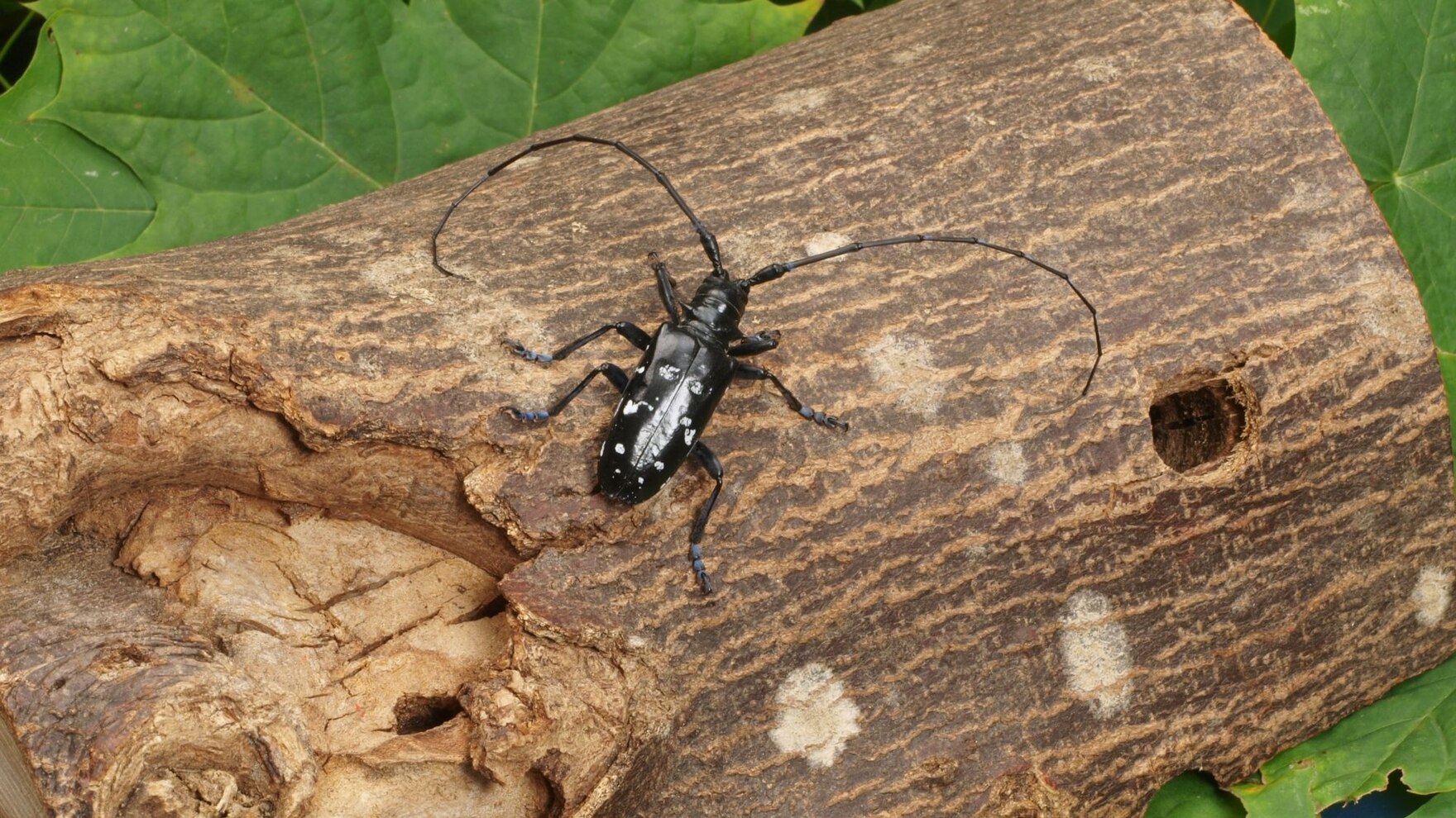 Asiatischer Laubholzbockkäfer auf Baumstamm