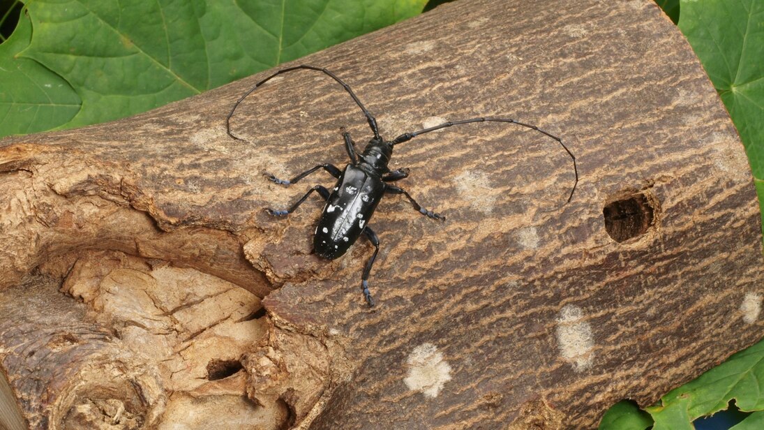 Asiatischer Laubholzbockkäfer auf Baumstamm