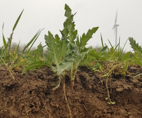 Ackerkratzdistel mit Wurzel im Bodenprofil im Querformat