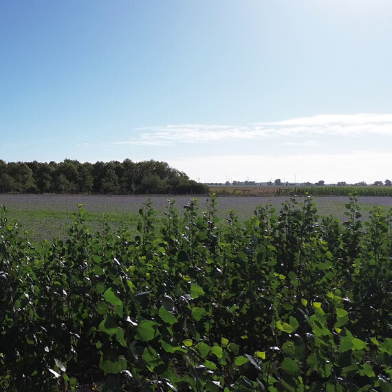 Agroforstanlage Pappel