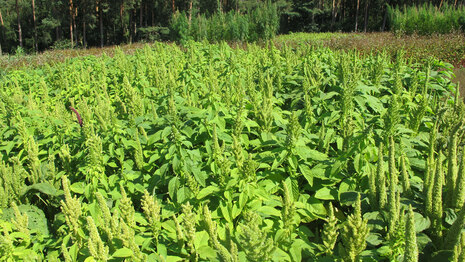 Amarant_30.07.24_NR52_Trossin