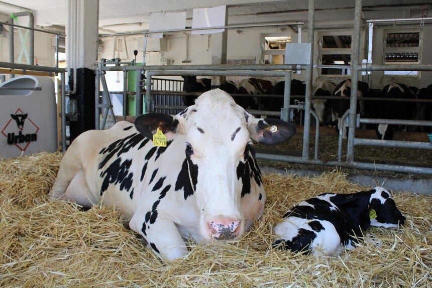 Milchkuh mit ihrem Kalb Milchkuh mit ihrem Kalb
