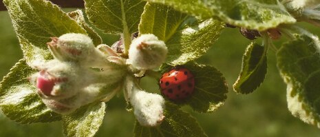 Marienkäfer auf Apfelblüte