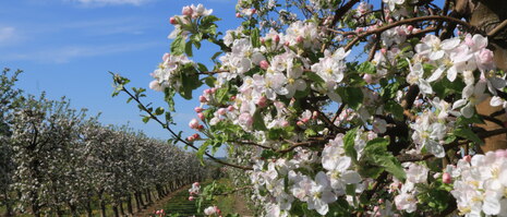 Weiß blühende Apfelblüten 