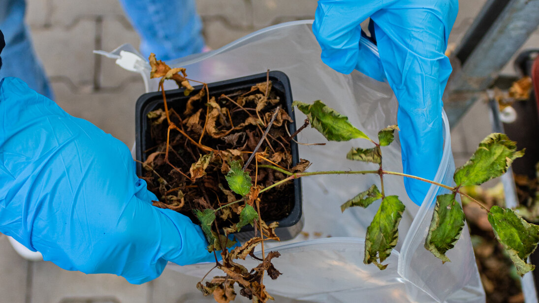 Pflanze mit Schadsymptomen wird für Untersuchungen im Labor verpackt