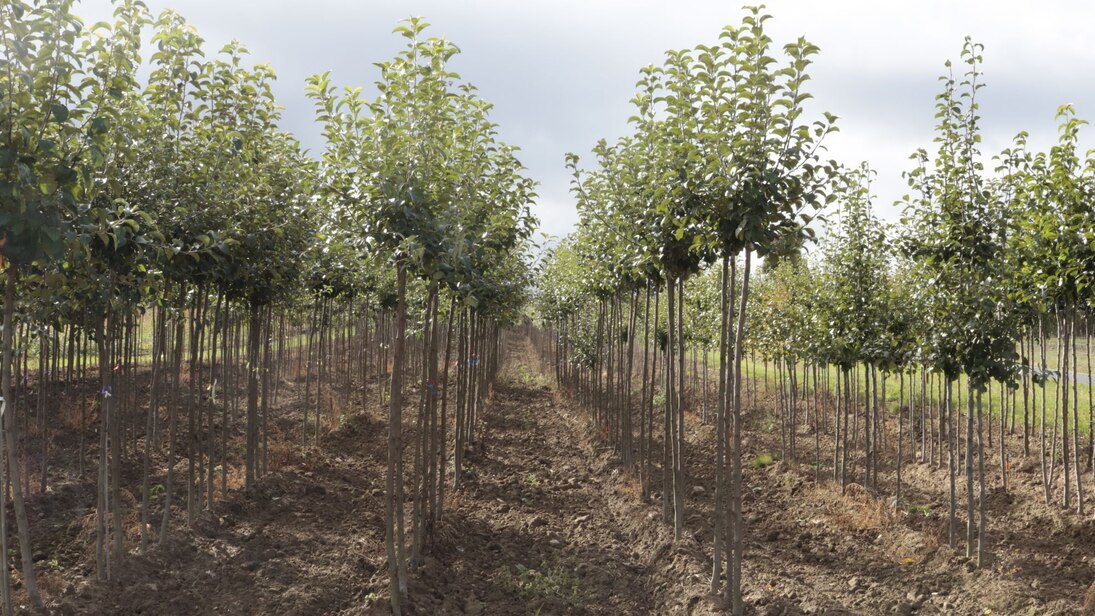 Bäume wurden in Reihen aufgepflanzt