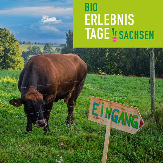 Kuh steht neben Schild Eingang samt BET Logo