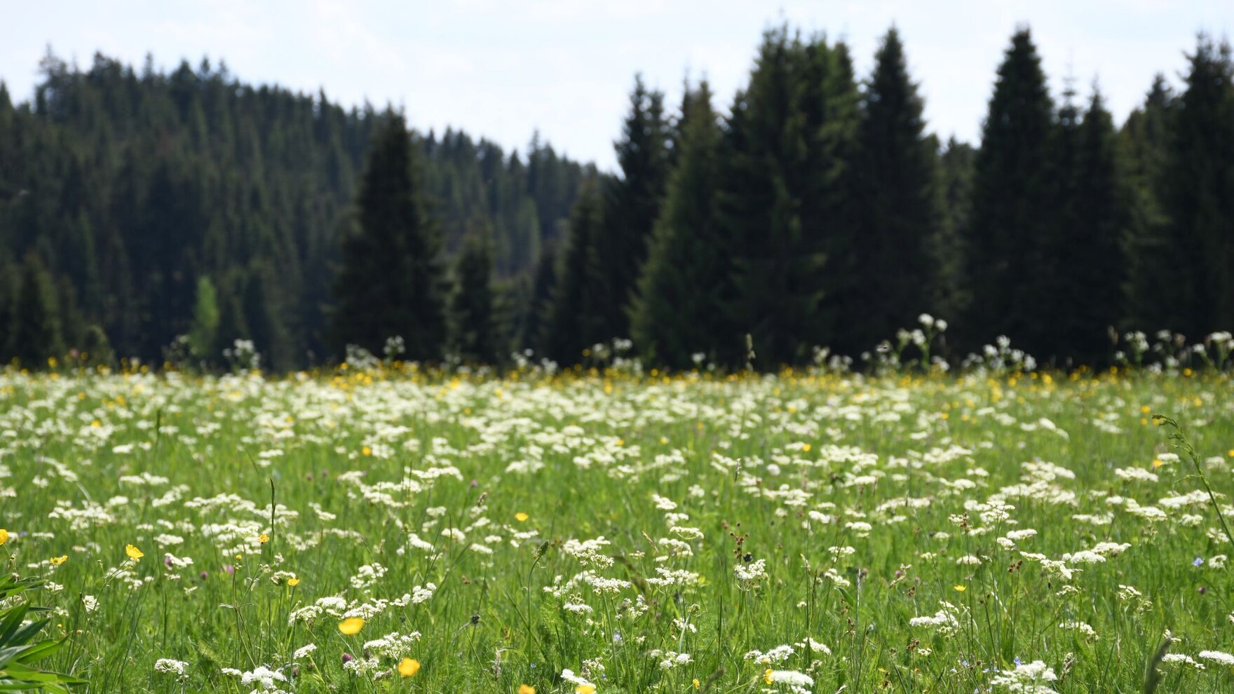 Bergwiese im Erzgebirge