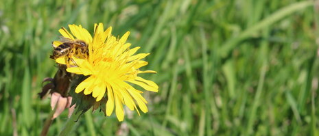 Biene auf Löwenzahnblüte