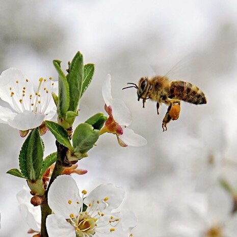 Honigbiene an Blume