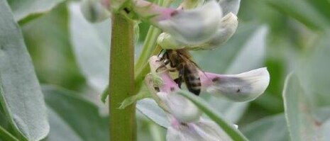 Bienenschutz