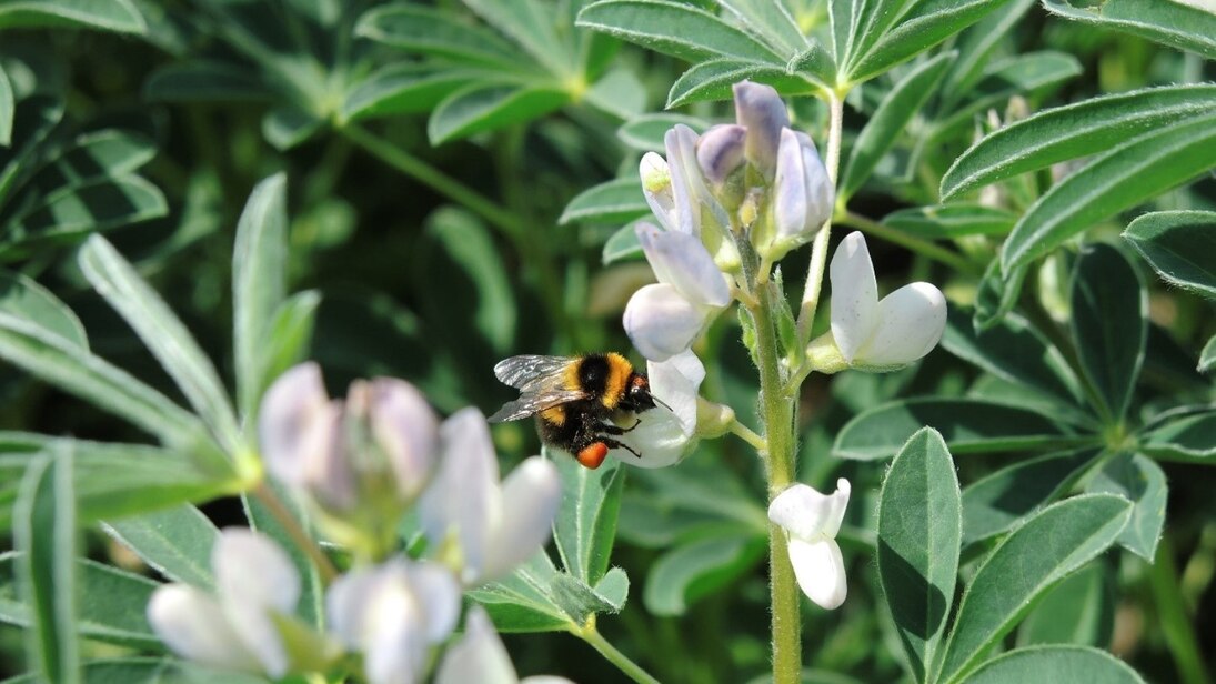 Weibchen der oligolektischen Kleesandbiene Andrena wilkella an Weißer Lupine (Christgrün 20.06.19)