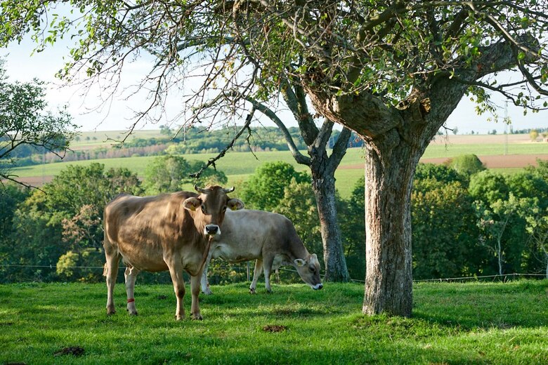 Rinder auf der Weide