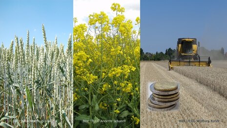 Verfahrensbewertung Pflanzenbau Getreidefeld, Mähdrescher, Rapsfeld