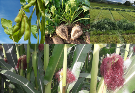 4 Bilder von Mais, Zuckerrüben, Sojabohnen und Gräsern