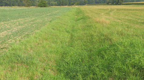 Wassergraben mit Gras bewachsen