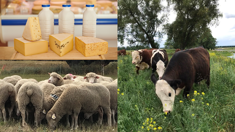 dreiteiliges Bild, Rinder und Schafe auf der Weide, Käseherstellung