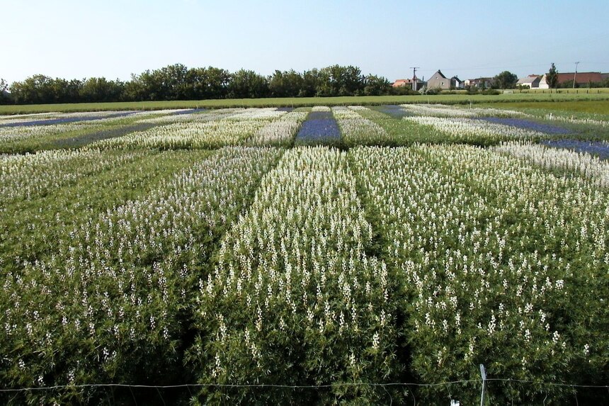 Sortenversuch Blaue Lupinen im Jahre 2004