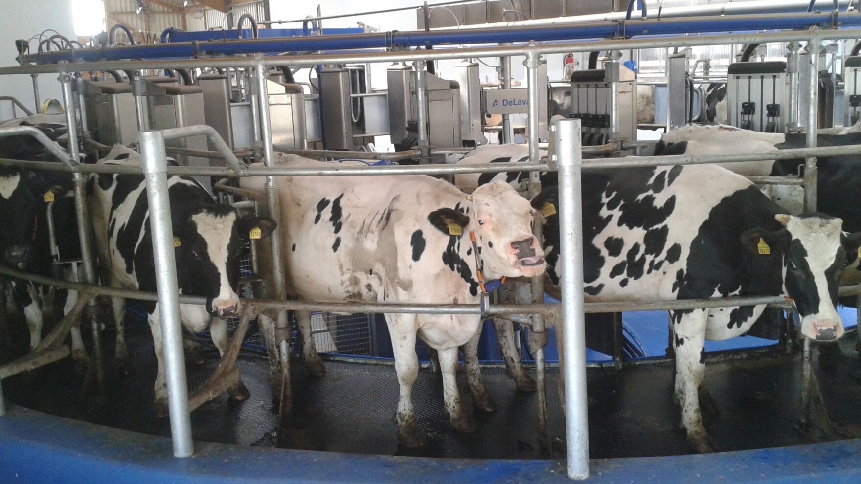 Melkkarussell