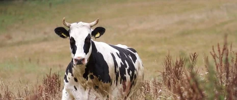 behornte Kuh auf Weide behornte Kuh auf Weide