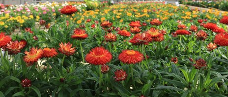 Rote blühende Stroblume