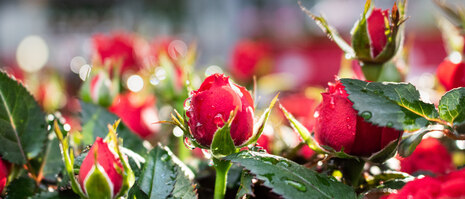 Rote, kleinblütige Rosen