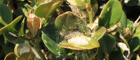Raupe auf gelben Blatt an Strauch