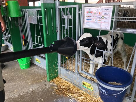 Kalb trinkt am Roboterarm Milch