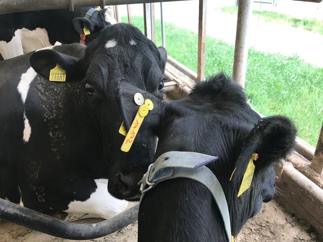 Langohrmarke_CattleData_am_Tier