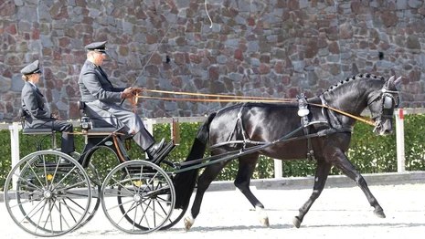 Der Schwere Warmbluthengst Claudius von Capitano zeigt sich gelassen und mit Fleiß in Einspänner-Anspannung. Der Schwere Warmbluthengst Claudius von Capitano zeigt sich gelassen und mit Fleiß in Einspänner-Anspannung.
