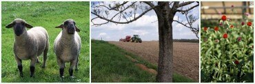 Collage aus drei Motiven der Landwirtschaft und des Gartenbaus (Schafe, Bodenbearbeitung, Zierpflanzenbau)