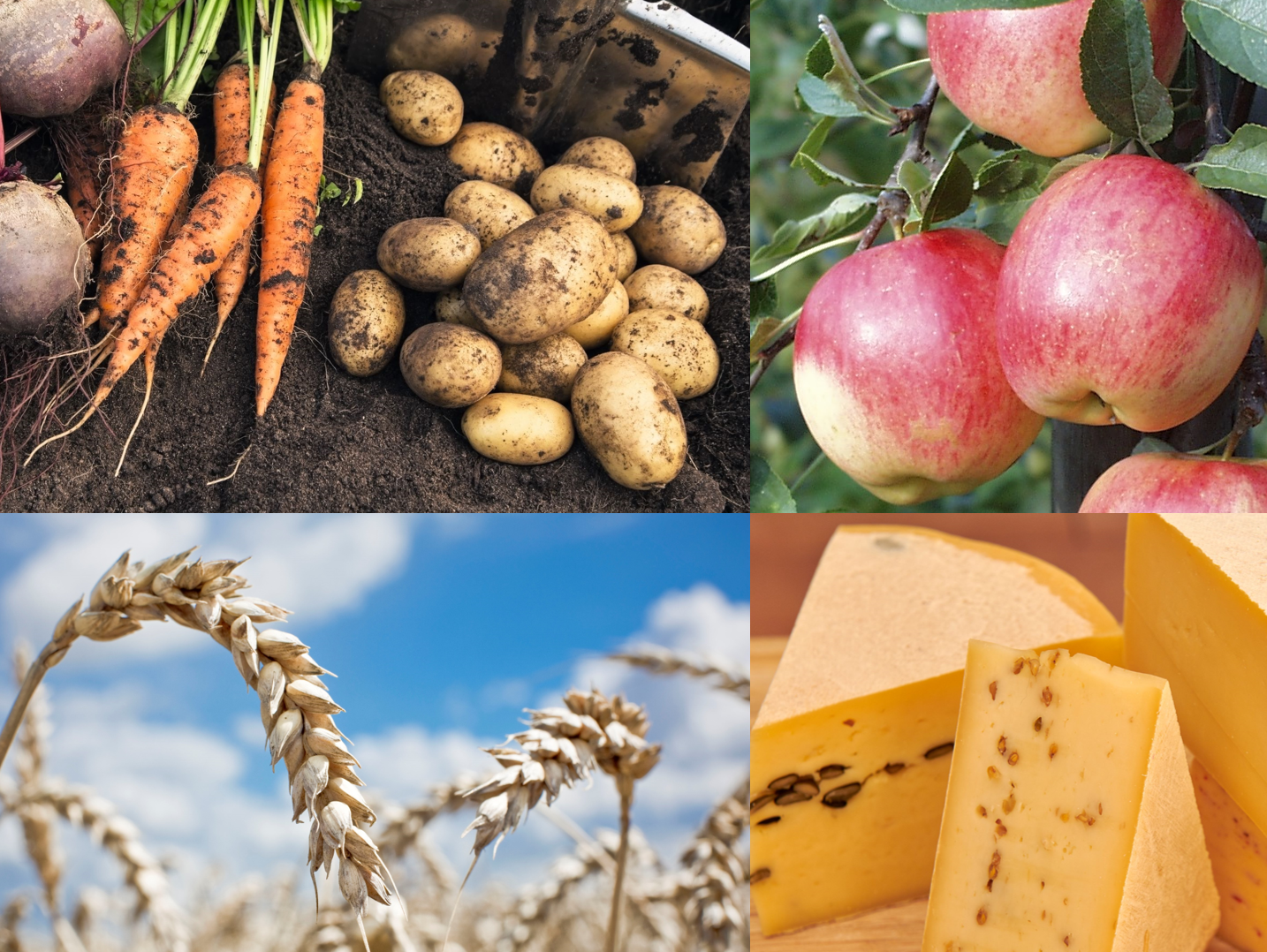 Collage mit Fotos von Getreideähren, Käsestücken, Äpfeln, Kartoffeln, Möhren und Rote Bete