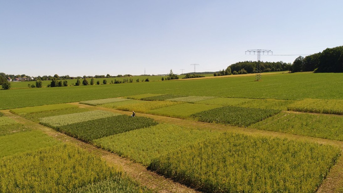 Biodiversitätsleistungen des Leguminosenanbaus - Wirkung auf Bestäuber und Bodenlebewesen, Standort Herlasgrün