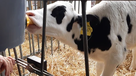 Kalb am Tränkeeimer