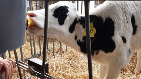 Kalb am Tränkeeimer