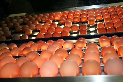 Eier werden zur Qualitätskontrolle durchleuchtet