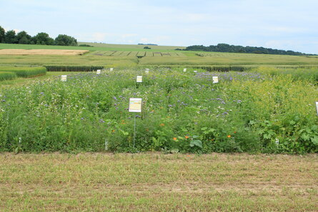 Blick über ein Feld mit verschiedenen Blühmischungen