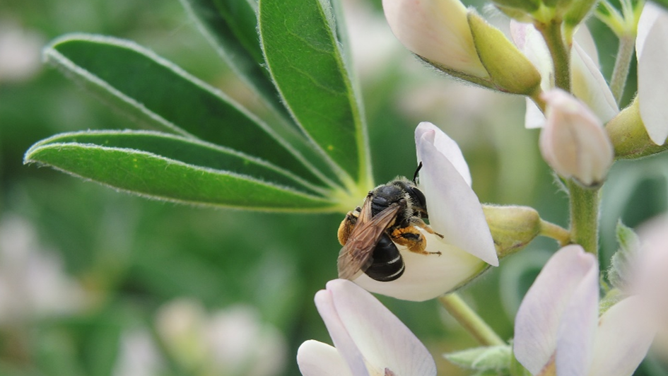 ... an weißer Lupine