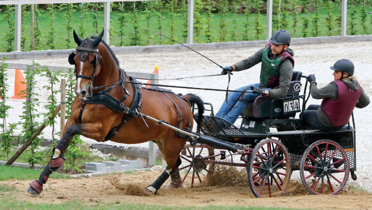 Der Schwere Warmblüter "Elsaß" galoppiert vor dem Wagen im Gelände beim Bundeschampionat der Fahrpferde in Moritzburg.