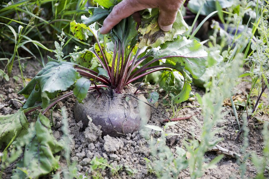 Ernte von roter Beete zum Bioerlebnistag 2022