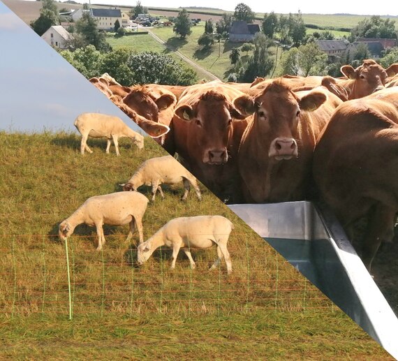 geteiltes Bild mit Schafen und Kühen auf der Weide