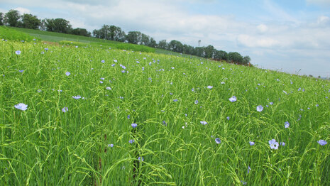 Faserlein 04.06.24 Pommritz