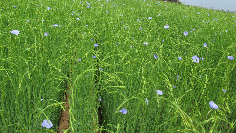 Faserlein 04.06.24 Pommritz